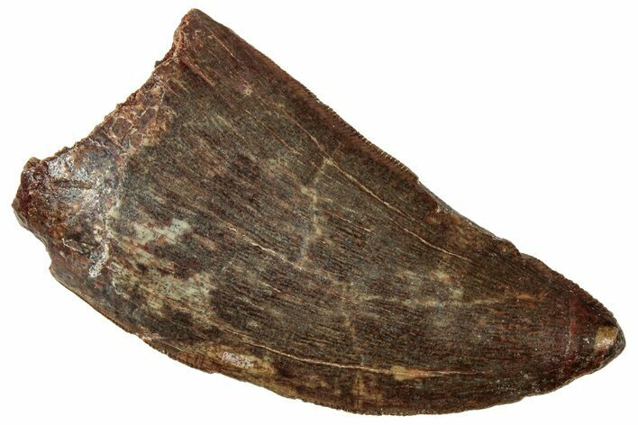 Serrated Carcharodontosaurus Tooth - Excellent Preservation #329926